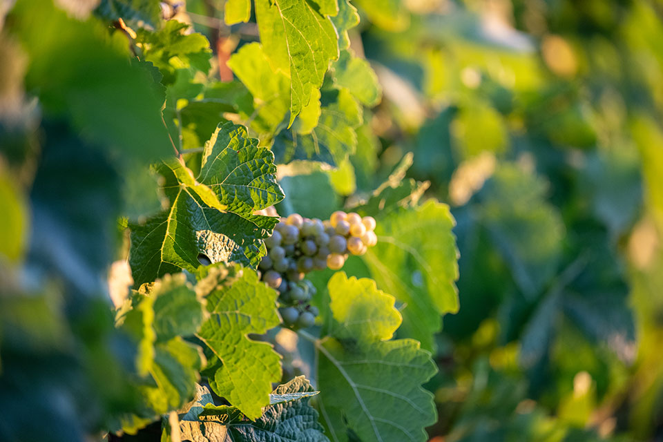 close up of grape vines at sunset