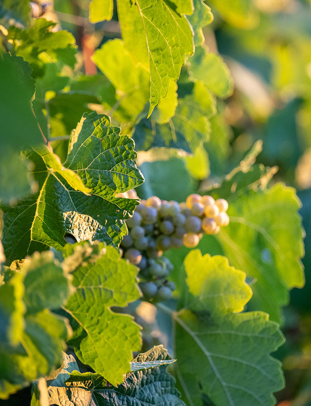 close up of grape vines at sunset